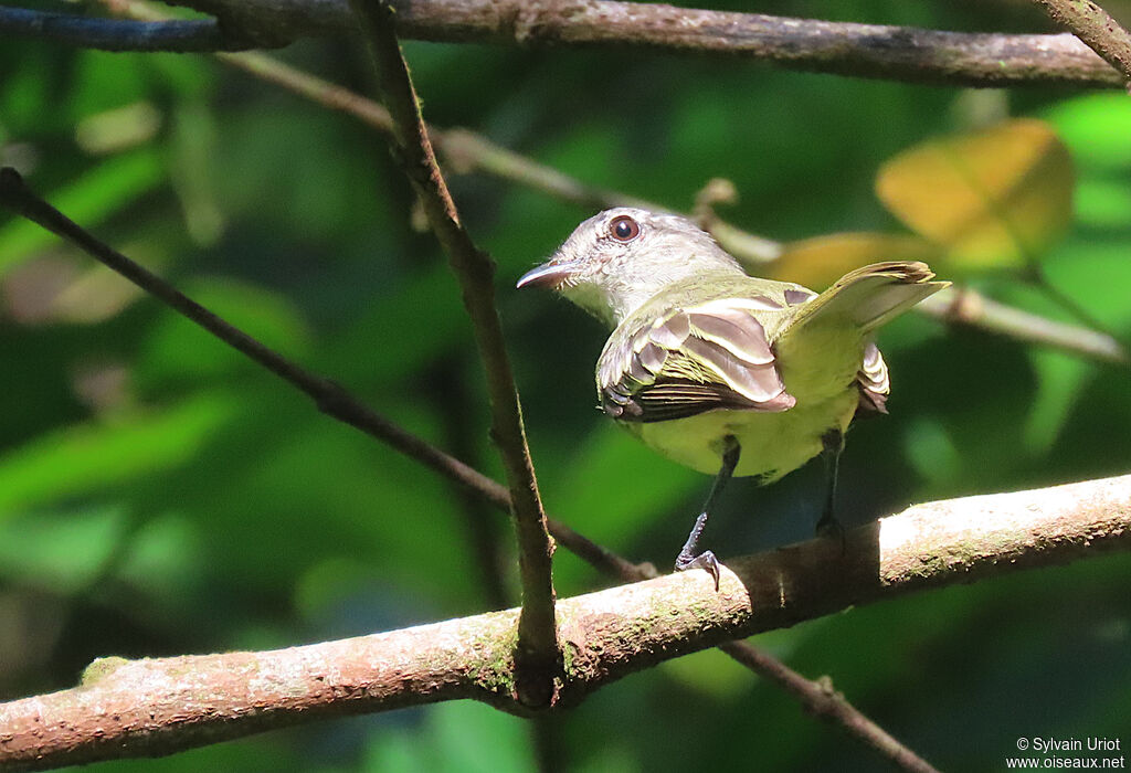 Forest Elaeniaadult