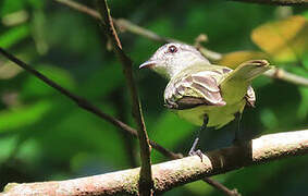 Forest Elaenia