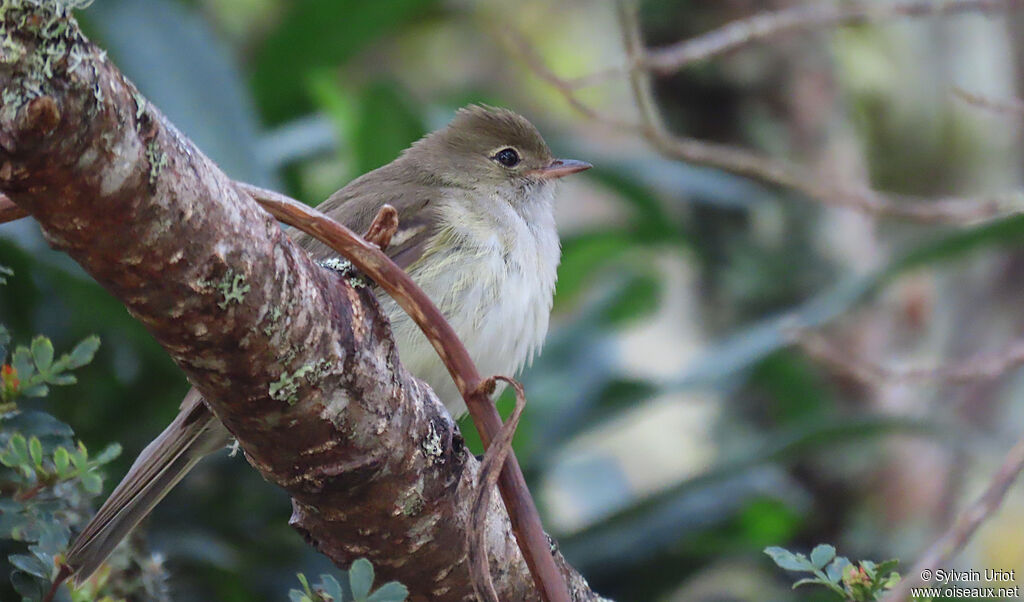 Sierran Elaeniaadult