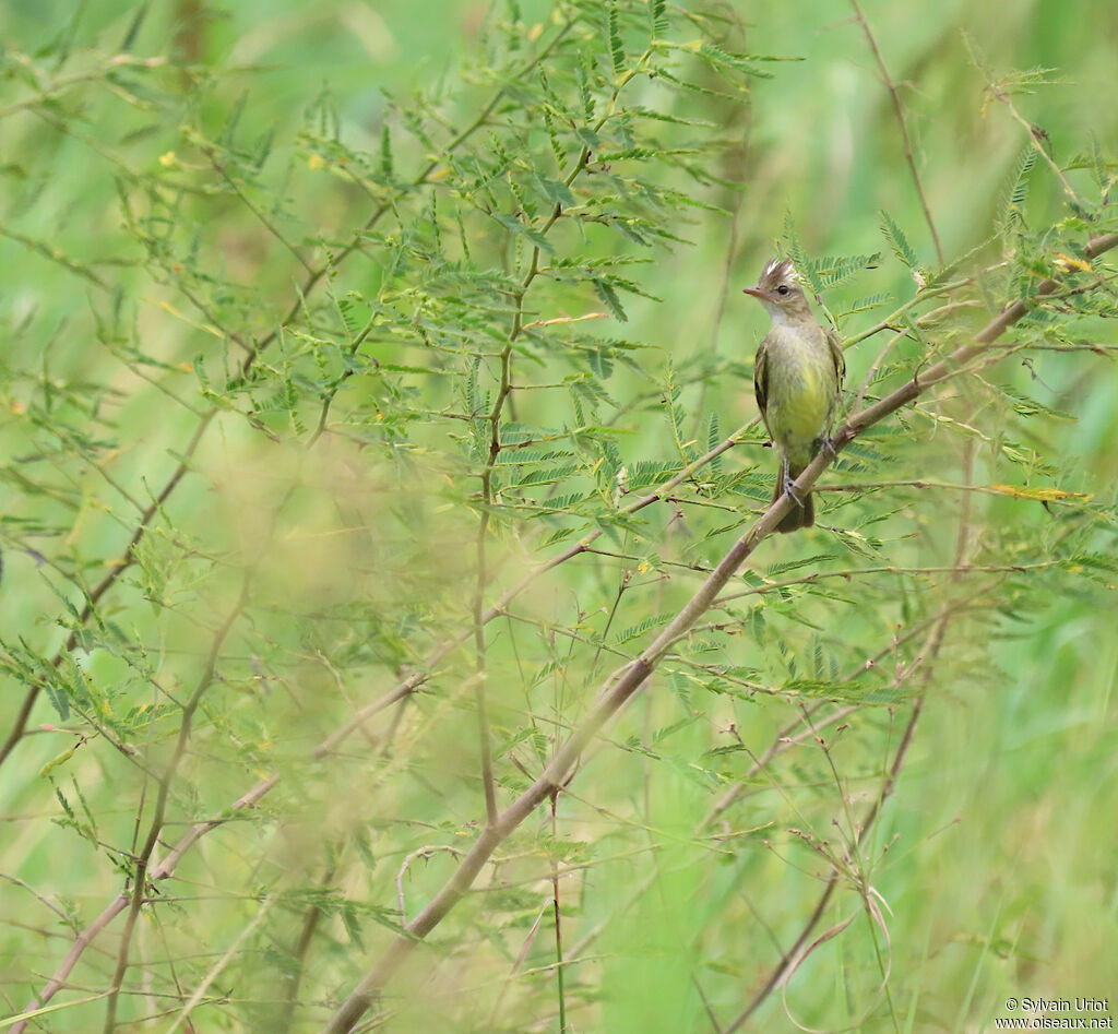 Mottle-backed Elaeniaadult