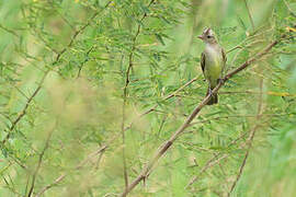 Mottle-backed Elaenia