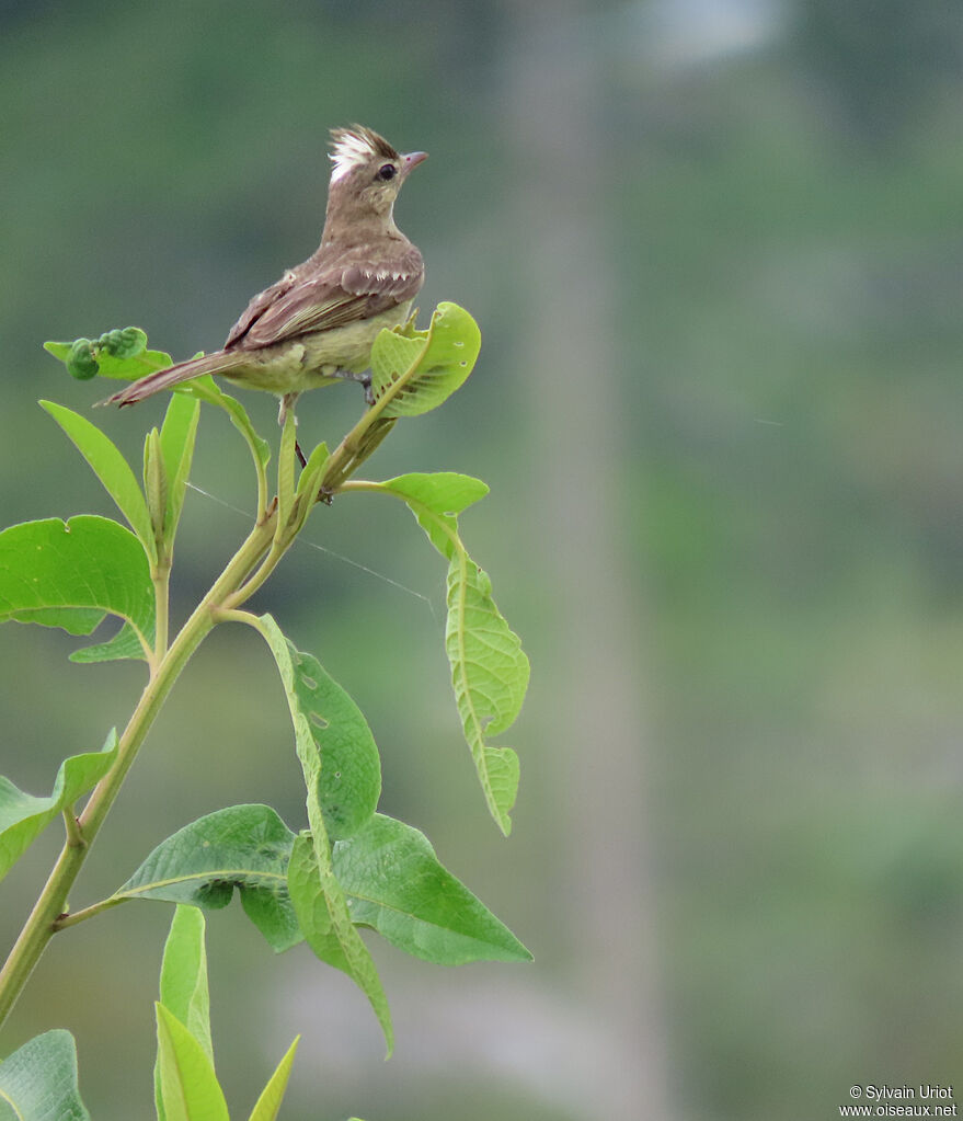 Mottle-backed Elaeniaadult