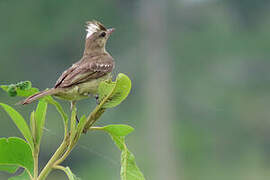 Mottle-backed Elaenia