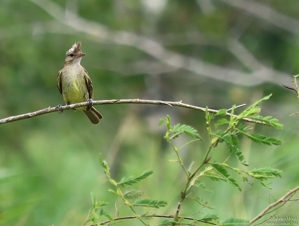 Mottle-backed Elaeniaadult