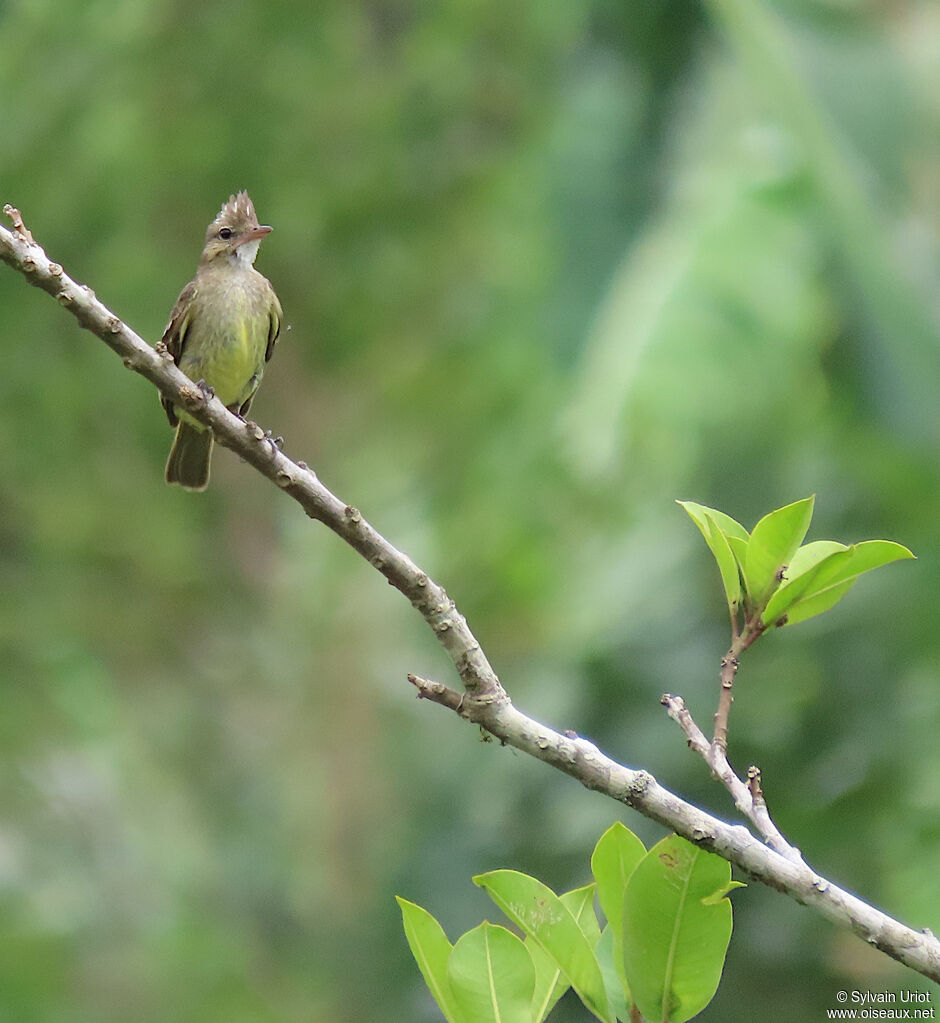 Mottle-backed Elaeniaadult