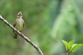 Mottle-backed Elaenia