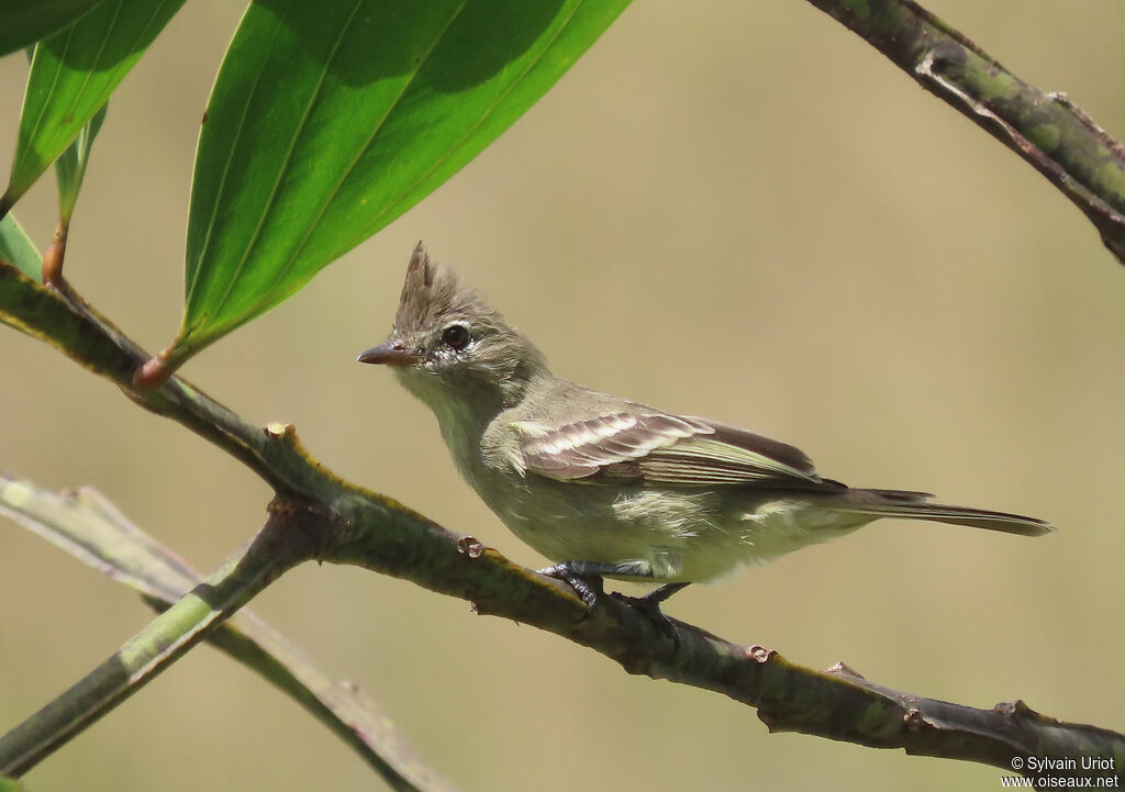 Plain-crested Elaeniaadult