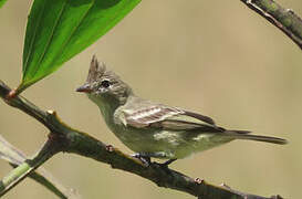 Plain-crested Elaenia