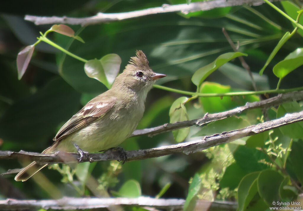 Plain-crested Elaeniaadult