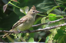 Plain-crested Elaenia