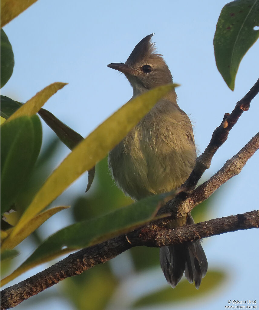 Plain-crested Elaeniaadult