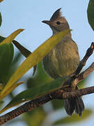 Plain-crested Elaenia