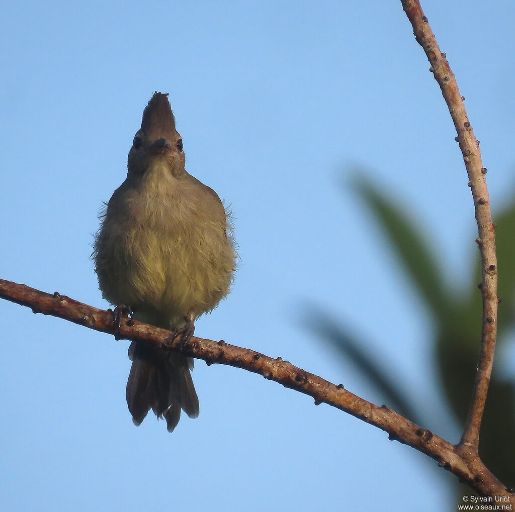 Plain-crested Elaeniaadult