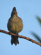 Plain-crested Elaenia