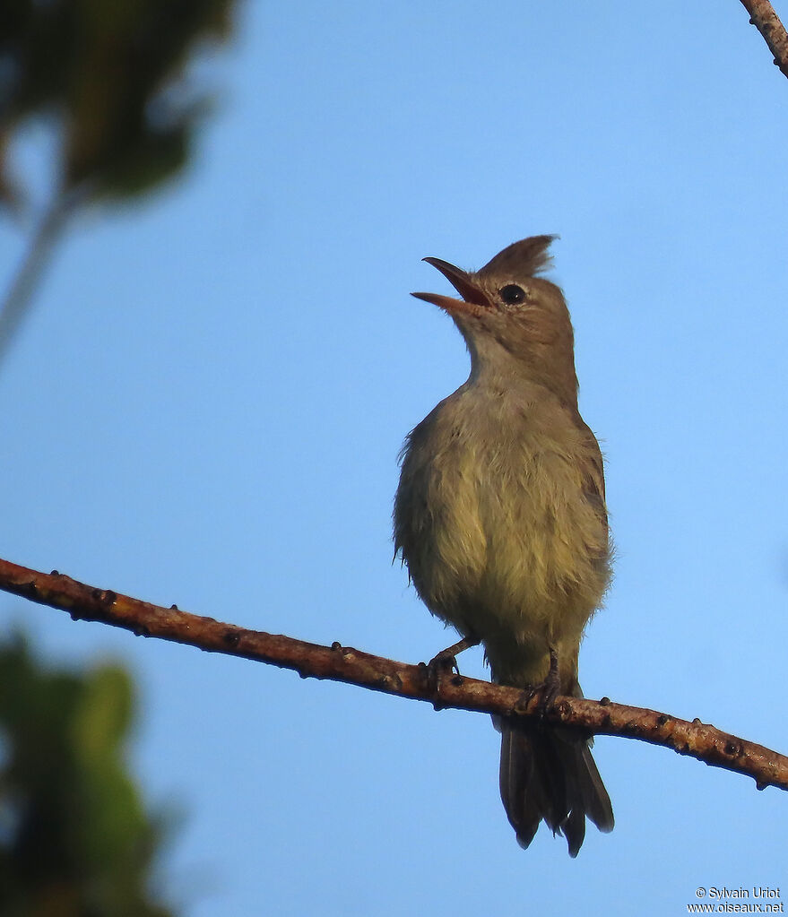 Plain-crested Elaeniaadult