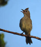 Plain-crested Elaenia