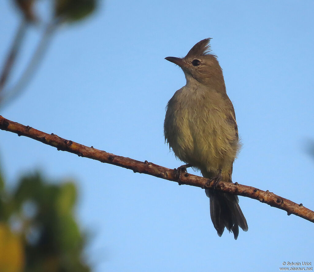 Plain-crested Elaeniaadult