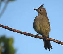 Plain-crested Elaenia