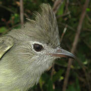 Plain-crested Elaenia