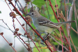 Plain-crested Elaenia