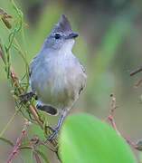 Plain-crested Elaenia