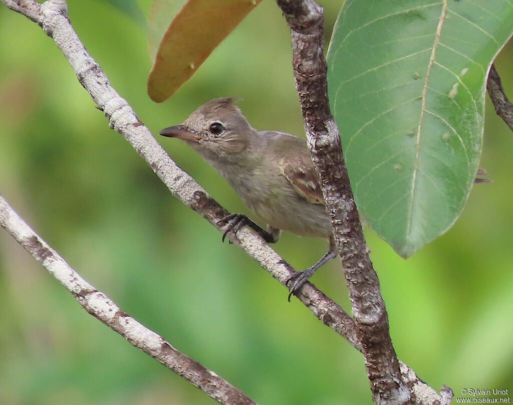 Élénie huppéeadulte