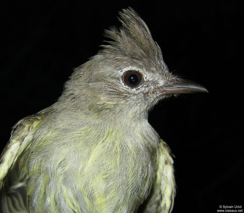 Plain-crested Elaenia