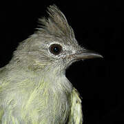 Plain-crested Elaenia