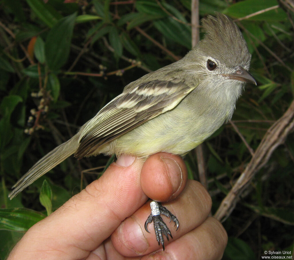 Plain-crested Elaenia