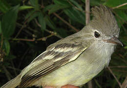 Plain-crested Elaenia