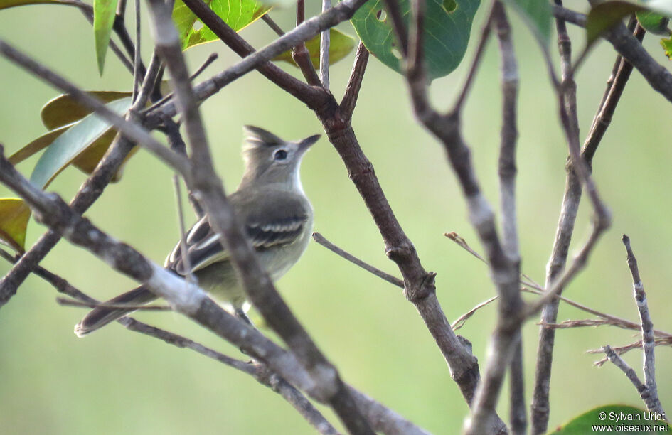 Plain-crested Elaenia