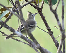 Plain-crested Elaenia