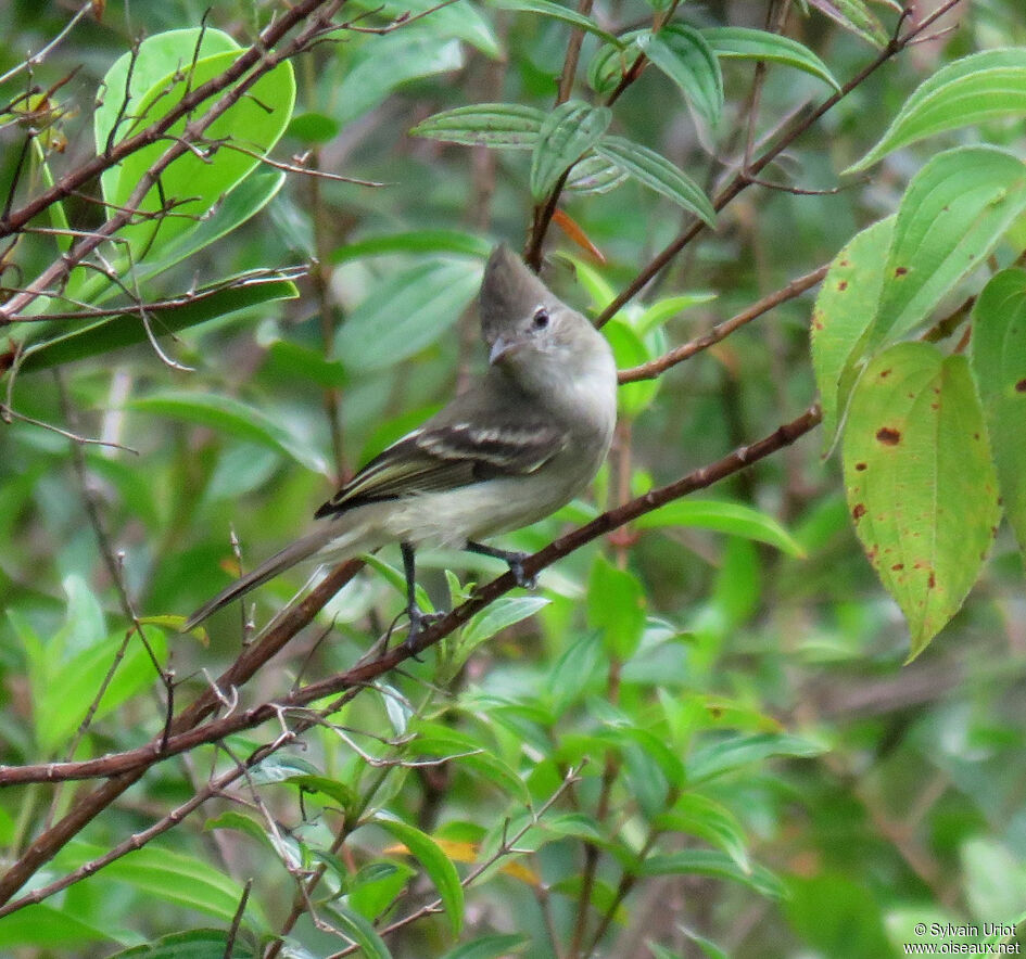 Plain-crested Elaeniaadult