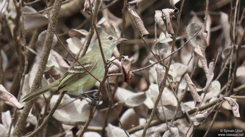 Plain-crested Elaeniaadult