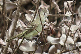 Plain-crested Elaenia