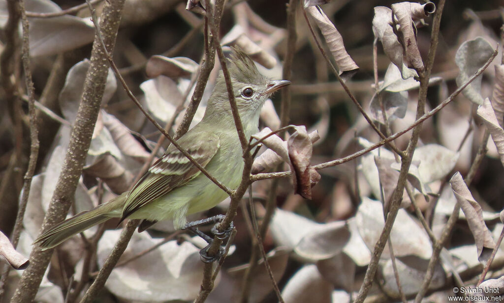 Plain-crested Elaenia