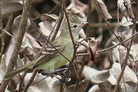 Plain-crested Elaenia