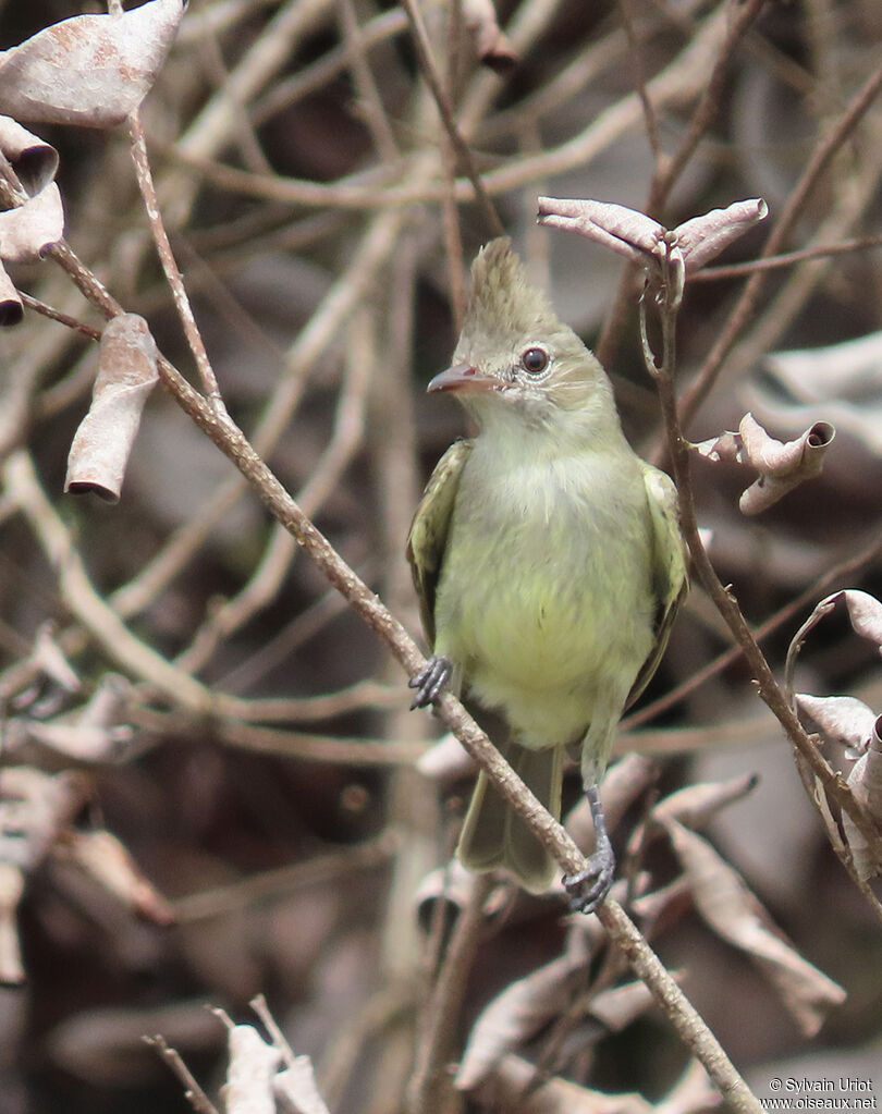 Plain-crested Elaeniaadult