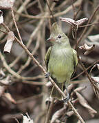 Plain-crested Elaenia