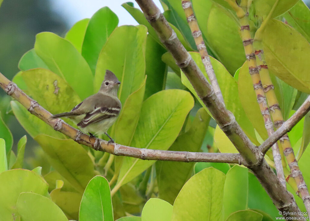 Plain-crested Elaeniaadult