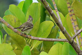 Plain-crested Elaenia