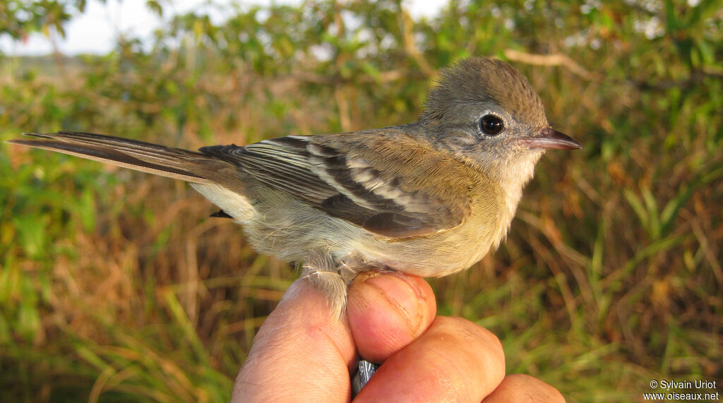 Lesser Elaenia