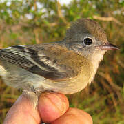 Lesser Elaenia