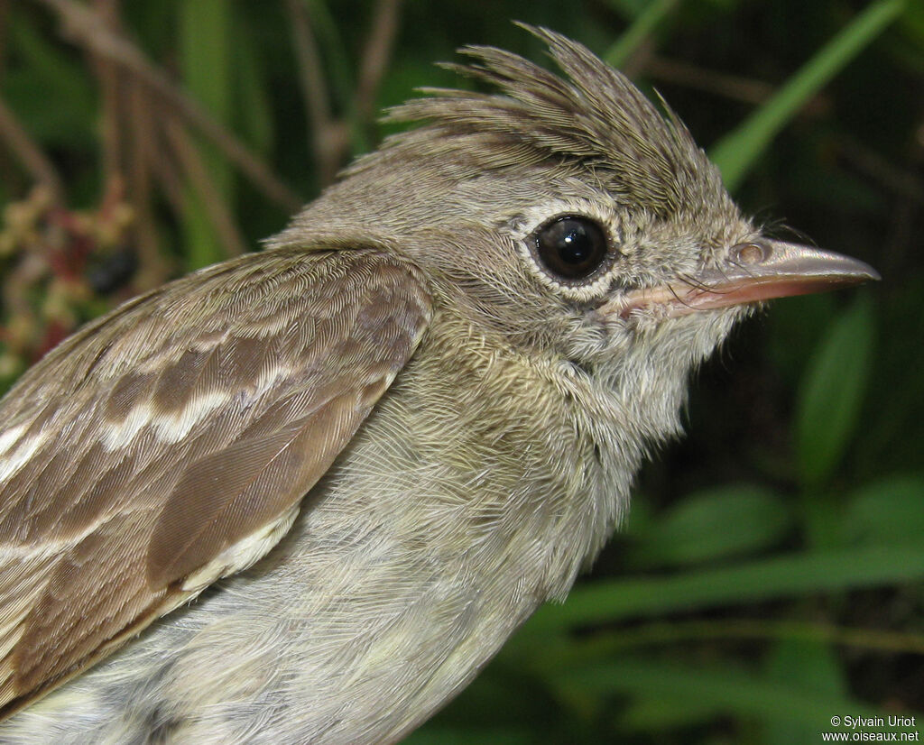 Lesser Elaenia