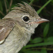 Lesser Elaenia