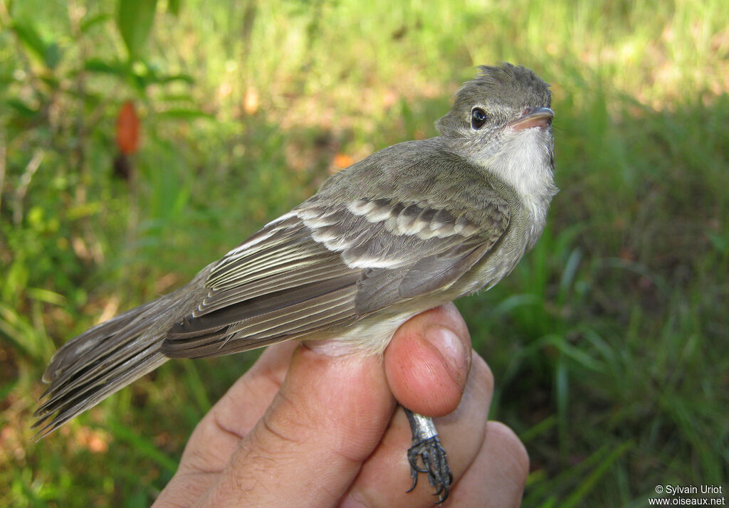 Lesser Elaenia