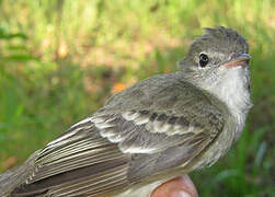 Lesser Elaenia