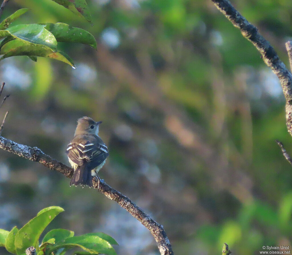 Lesser Elaeniaadult