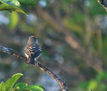 Lesser Elaenia