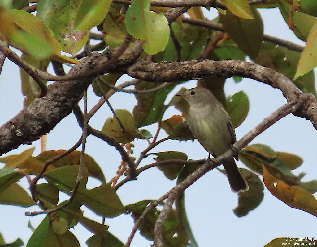 Lesser Elaenia